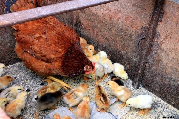 Chicken Feeding Guide for Layers and Broilers