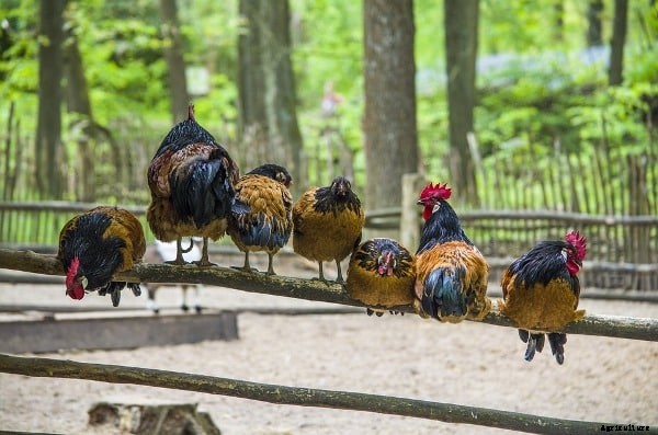 Chicken Feeding Guide for Layers and Broilers