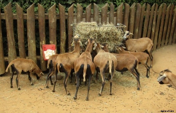 Feed Conversion Ratio Formula in Livestock