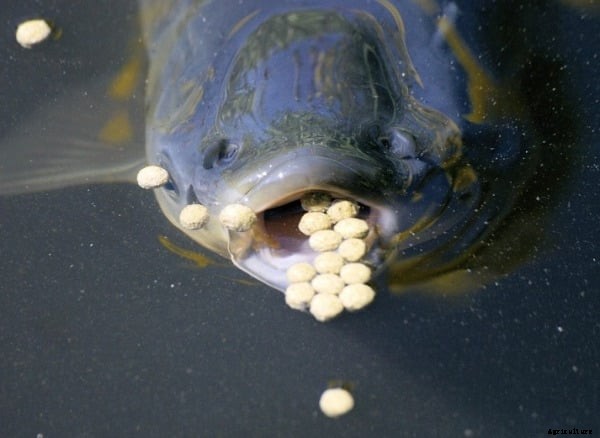 Feed Conversion Ratio Formula in Livestock