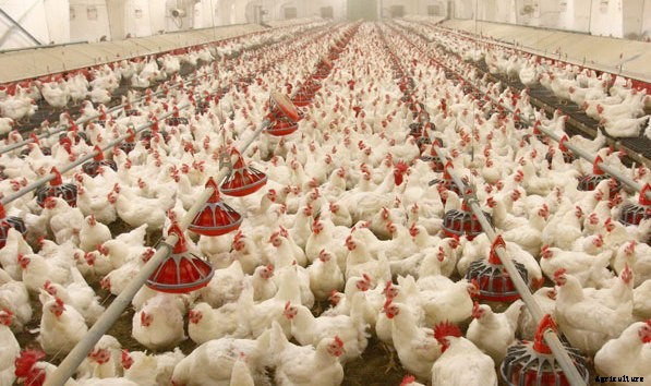 Poultry Disinfection and Fumigation Guide