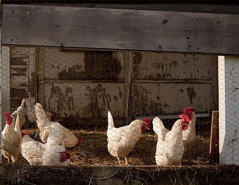 Deep Litter Chickens Guide for Beginners