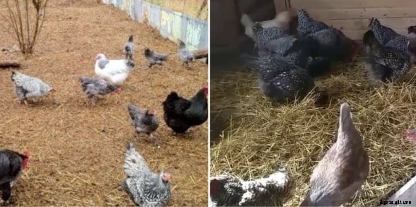 Deep Litter Chickens Guide for Beginners