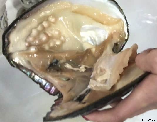 Pearl Farming Training (Moti) Centers, Institutes In India