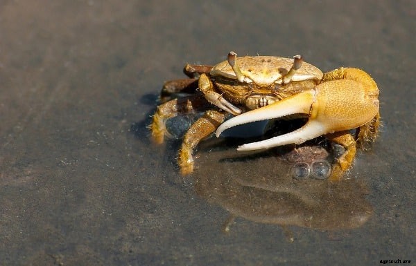Crab Training in India; Crab Cultural Practices