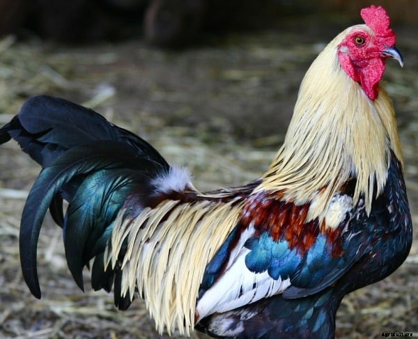 Poultry Layer Training; Broiler Training in India