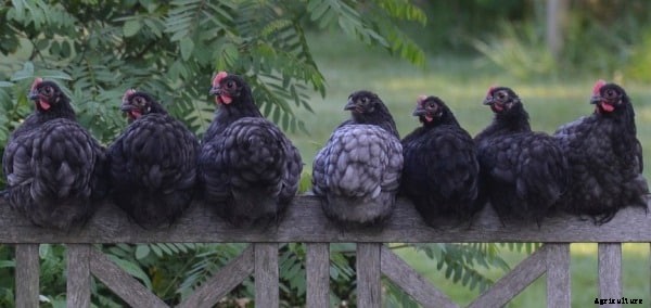 Poultry Layer Training; Broiler Training in India