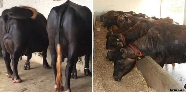 Dairy Buffalo Project Report for 10 Animals