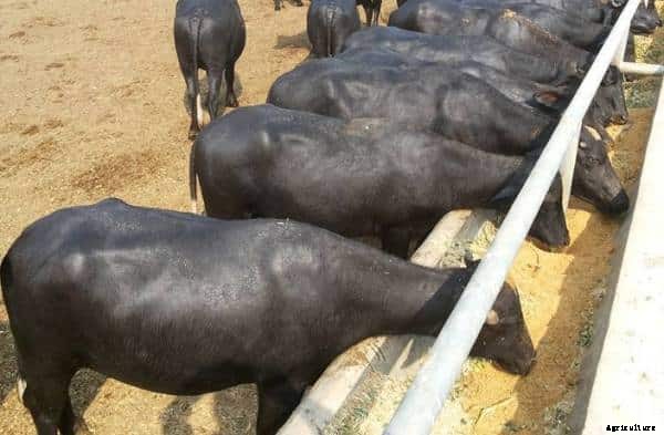 Dairy Buffalo Project Report for 10 Animals