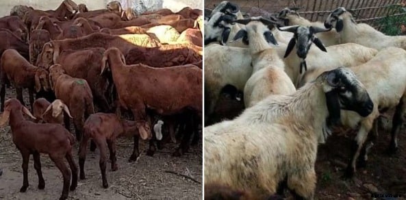 Sheep Breeding Project Report, Economics, Income