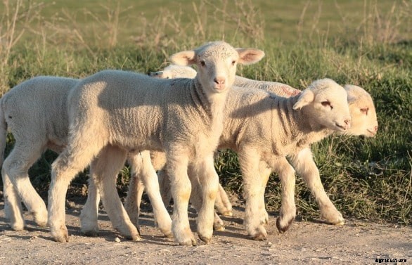 Sheep Breeding Project Report, Economics, Income