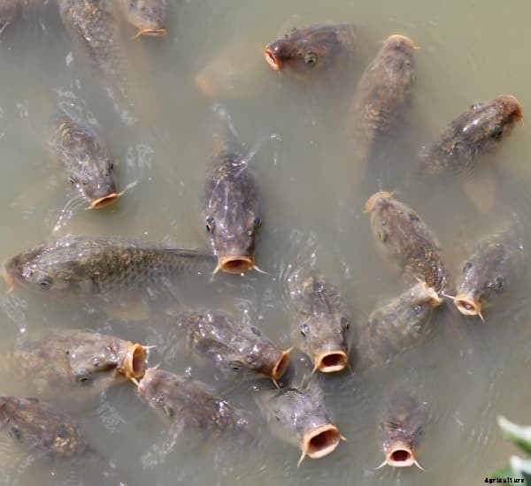 Fish Farming Project Proposal; Fish Farming Loan, Subsidy