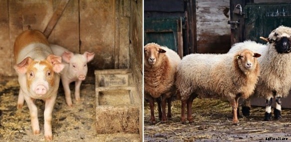 Organic Livestock Farming Benefits; Principles; Challenges