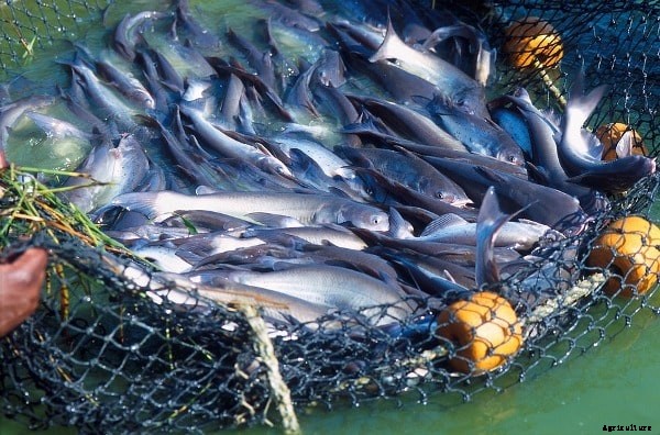 Small Scale Fish Farming Business Plan; Pond Design