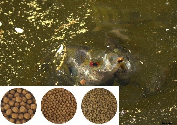 Aquafeed Formulation; Fish Feed Ingredients, Preparation