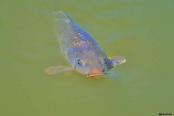 Water and Soil Management for Sustainable Aquaculture