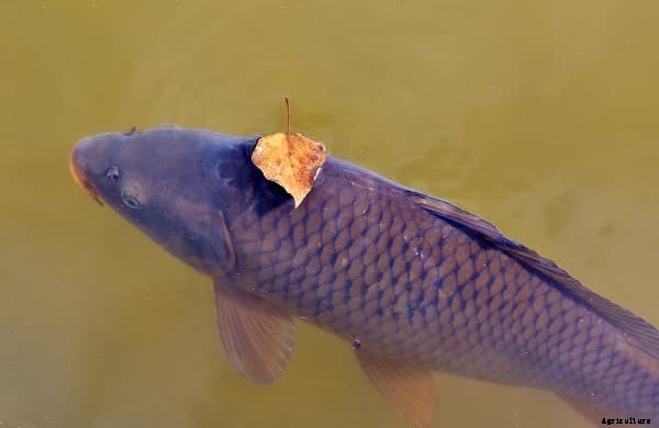 Water and Soil Management for Sustainable Aquaculture