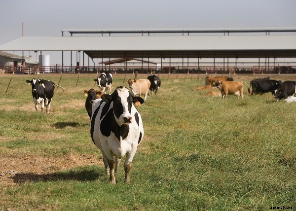 Dairy Farm Subsidy In Telangana; Dairy Loans, Schemes