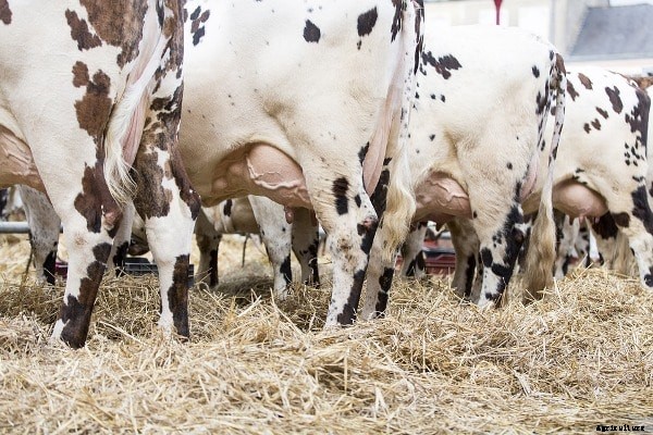 Dairy Farm Subsidy In Telangana; Dairy Loans, Schemes