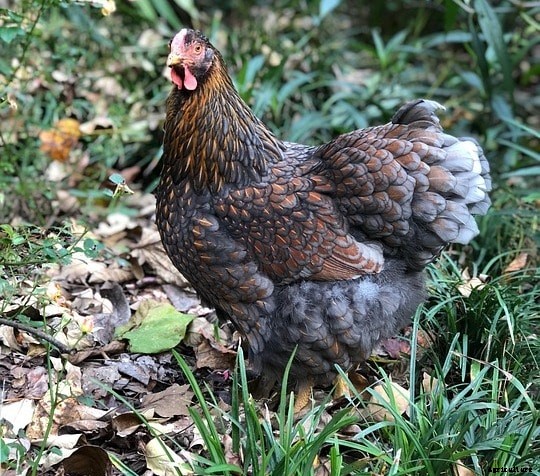 Wyandotte Chicken Egg Color, Origin, Profile