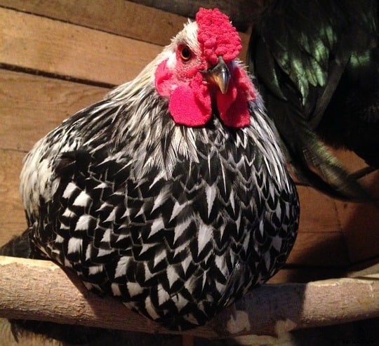 Wyandotte Chicken Egg Color, Origin, Profile