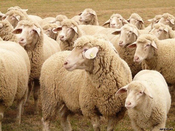 Sheep Farming in Rajasthan, Loan, Subsidy Guide