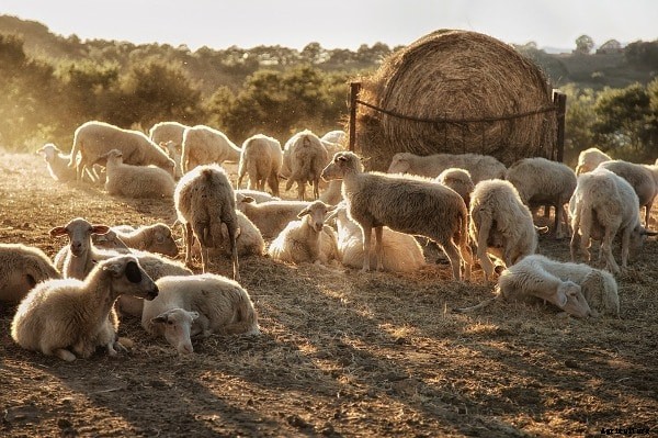 Sheep Farming in Rajasthan, Loan, Subsidy Guide
