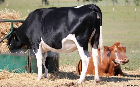 Dairy Farming Loan Subsidy, Schemes In Tamil Nadu