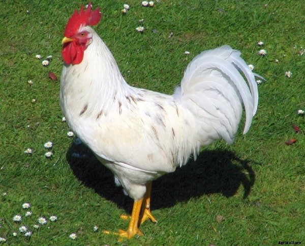 Poultry Farming Business Plan Information