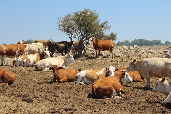 Dairy Farming In West Bengal, Loans, Subsidy, Schemes