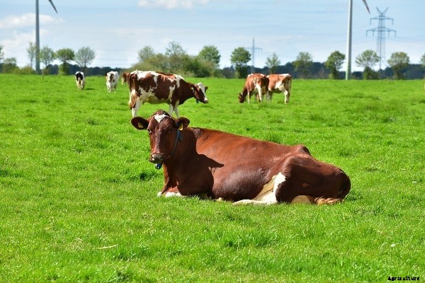 Dairy Farming In Maharashtra, Loans, Subsidies, Schemes