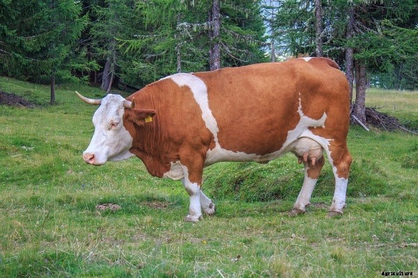 Dairy Farming In Maharashtra, Loans, Subsidies, Schemes