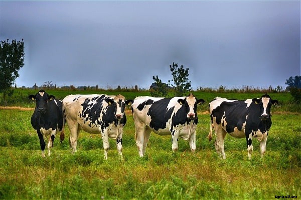 Dairy Farming In Gujarat, Loans, Subsidies, Schemes