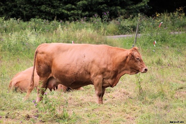 Dairy Farming In Gujarat, Loans, Subsidies, Schemes