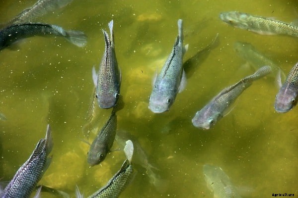 Fish Farming In Andhra Pradesh, Loans, Subsidies