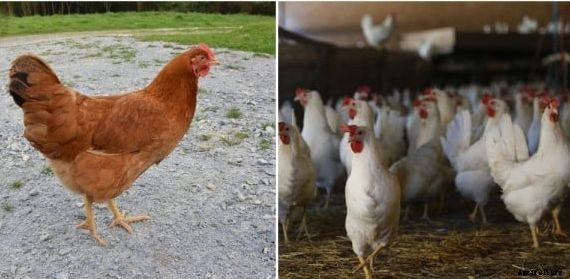 Poultry Farming Loan, Application Process Guide