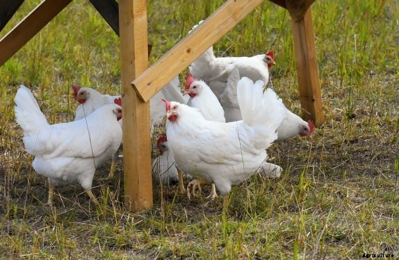 Poultry Farming Loan, Application Process Guide