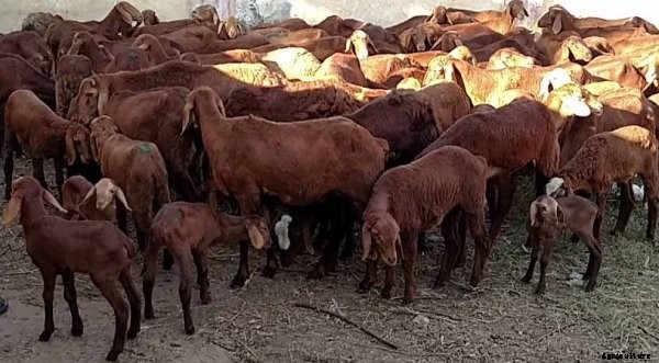 Sheep Farming In Andhra Pradesh For Beginners