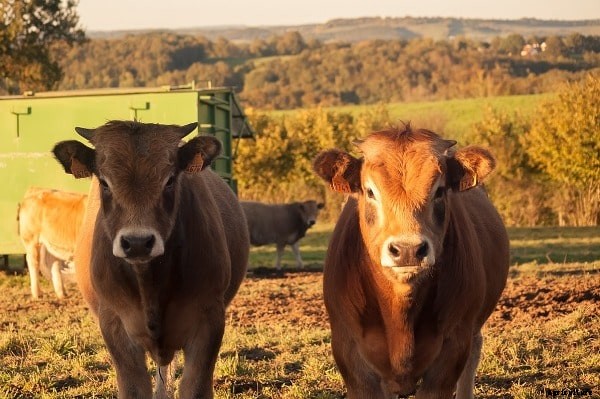 Aubrac Cattle Facts, Breed Profile, Characteristics