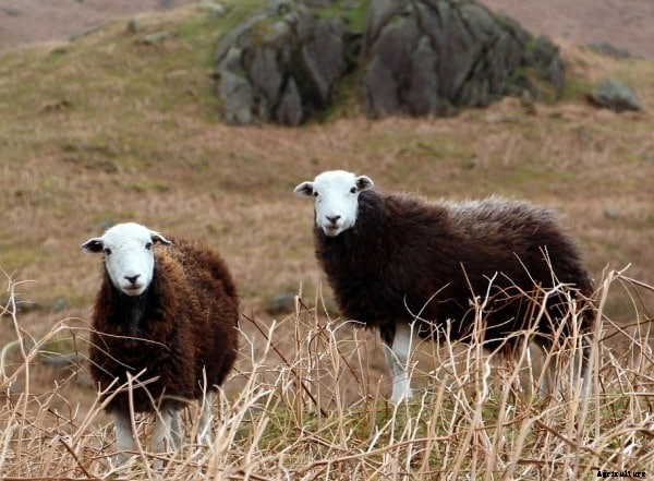 Sheep Farming In Maharashtra for Beginners