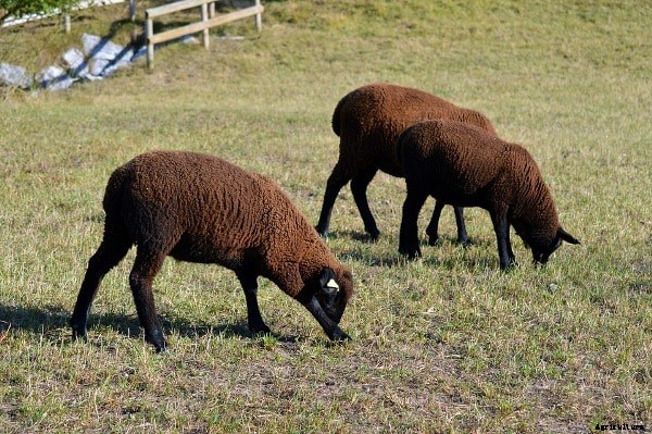 Sheep Farming In Maharashtra for Beginners