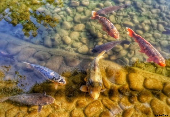 Backyard Fish Farming Guide For Beginners