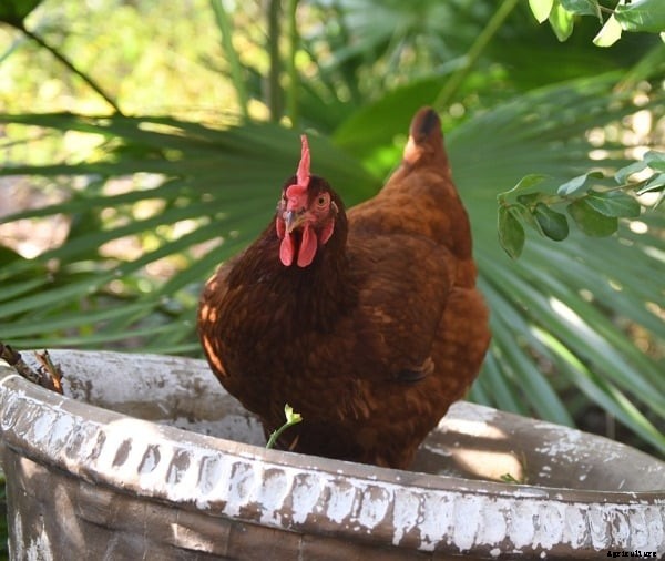 Rhode Island Chicken Facts, Profile, and Characteristics