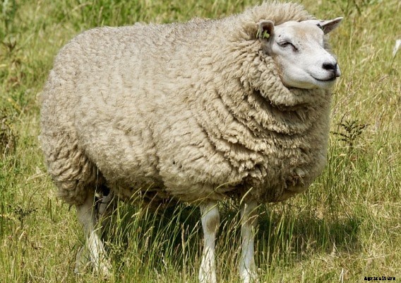 Sheep Farming In Tamil Nadu For Beginners