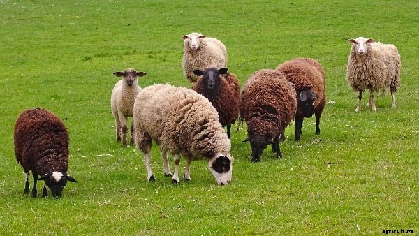 Sheep Farming In Karnataka Information