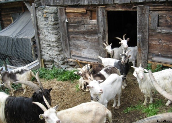 Goat Farming Business Plan, Goat Farm Design