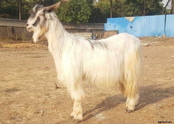 Goat Farming Business Plan, Goat Farm Design