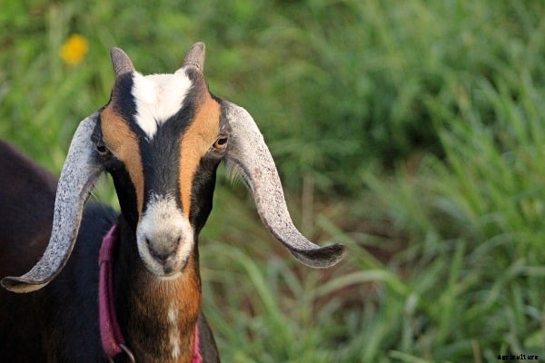 Goat Farming Business Plan, Goat Farm Design