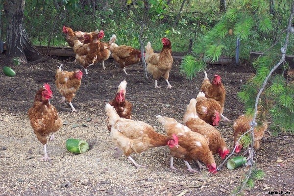 Poultry Feed, Types of Poultry Feeds, Feed Formulation