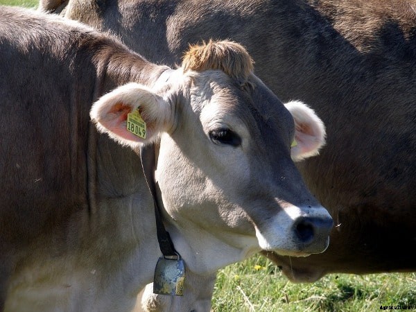 Brown Swiss Cattle Facts, Profile, and Characteristics